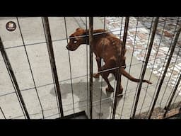 Chained all his life, he silently said a last word to his bad owner that made me cry