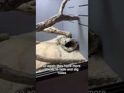 How I setup a Uromastyx tank!