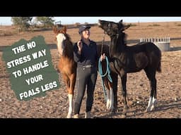 How I Train My Foals: Handling Legs & Building Trust