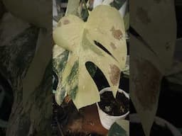 Flower and Fish Cinematic color grade