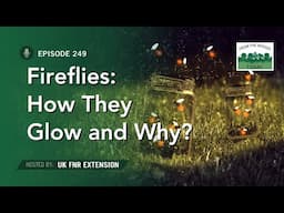 Fireflies - From the Woods Today - Episode 249