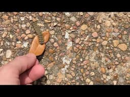 Protecting a caterpillar