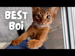 Are Abyssinians the PERFECT cat? Everything you need to know! — Abyssinian 101