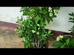 Euphorbia Milli / dwarf variety /Sun / Soil / Fertilizer / Propogation /Water / Full Care