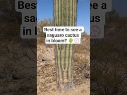 When does the Saguaro cactus bloom? 🌵♥️ #shorts #arizona  #rvtravel