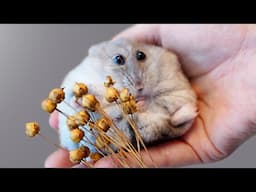 Tiny Hampter, Big Hunger