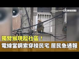 獨臂猴現蹤社區！電線當鋼索穿梭民宅　居民急通報｜華視新聞 20250616 @CtsTw