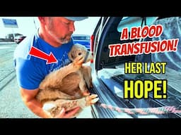 Can a Blood Transfusion SAVE our Baby Highland Cow?