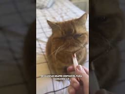 Vivendo um relacionamento abusivo com meu gato… ele é completamente tóxico!