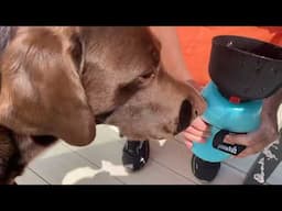 Petcute 850ml portable doggie water bottle. A must for summer walks with your dog.
