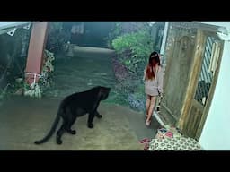 Animaux Sauvages Envahissant les Villes Filmés!