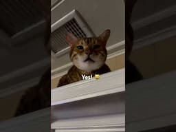 Hard head make a soft behind #funnycatvideos #meows #wisdom #viralvideo #viralshort #southern