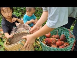 Chị gái đưa hai bé đi hái quả sung bán mua cá về nhà nấu ăn@bodonthan123