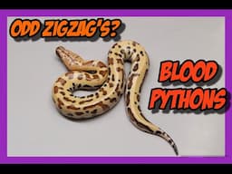 Zigzag Marter x Zigzag Marter Blood Python Clutch!