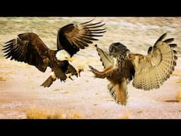 What the Eagle, Falcon, Owl Can Do....