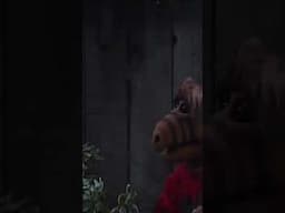 It's ALF and his bat against Los Angeles 🤣