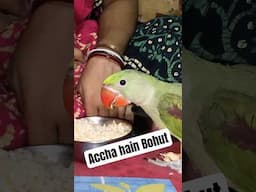 Mummy ka food accha hain #parrot #talkingparot #birds #indianparrottalking #cute #parrot