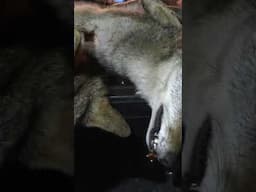 Coyotes are running crazy!