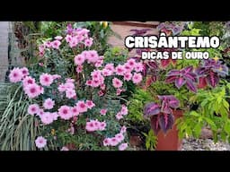 Dicas de ouro para ter um CRISÂNTEMO cheio de flores / jardinagem