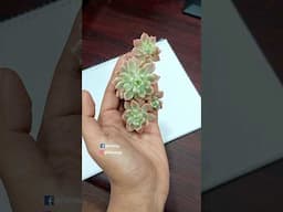 Repotting Ornamental Plants From Cutting in Soil - Graptopetalum // Succulent Plant Care