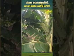 Banana Planted in OilPalm #ToneAgri #OilPalmFarming #Intercropping #BananaCultivation #FruitsFarming