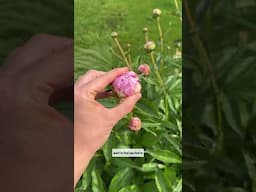 Enjoy Cut Peonies for Over a Month! #garden #homedecorating #peony