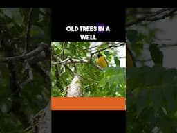 The Importance of Habitat for Orioles #shorts