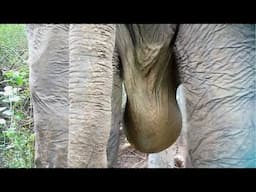 Humanity! Huge Beast begging for life with Pendular Lump receives treatment from wildlife guardians