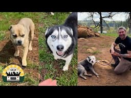 These stunning dogs are available for adoption right now! | The Asher House
