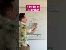 The 4 Stages of #Respiration