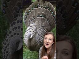 CRAZY Expensive Birds You Didn’t Know You Could Order from a Hatchery!