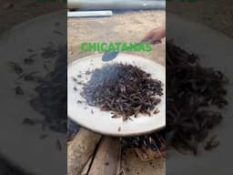 Ya estamos esperando las CHICATANAS 🐜 en los Pueblos de Oaxaca
