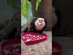 All the LOVE for the Primates at the Saint Louis Zoo