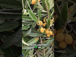 Dwarf Loquat ‘Christmas’ – A Majestic, Fruity Christmas Tree! 🎄🍑