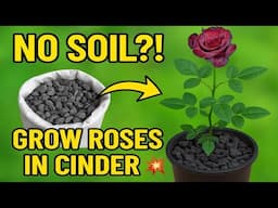 No Soil ? No Problem! Grow Roses in Cinder Easily 🌹💥