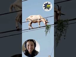 This is called Mountain Goat. #shorts #funny