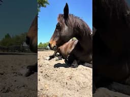 When you're one of the herd...