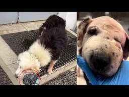 "Please let me in” he cried with huge tumor, but they shut the door, leaving him to suffer silence!