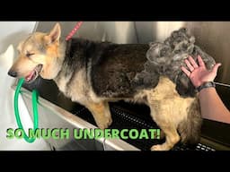 The Surprising Truth About Undercoat Removal Nobody Tells You