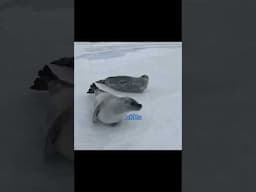 Biting sea-lion gaslights friend (source vid from RM videos) #funny #voiceover