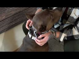 Proper Collar Order on Dog