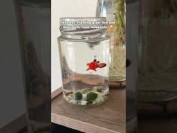 The pet for people who travel - Japan souvenir