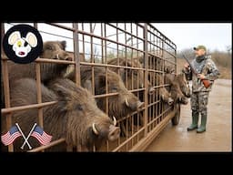 Incredible ! Trapping Wild Boars With Drones And Fake Noises – Technology Meets Instinct