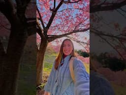 🗻🌸 Mt. Fuji + Early-Blooming Cherry blossoms 💫