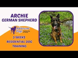 Archie the German Shepherd | 3 Weeks Residential Dog Training