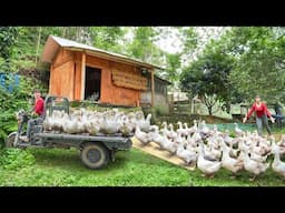 Selling Many Ducks Each 4KG, Use 3-Wheeled Truck Transport Big Ducks Go To Village Market Sell