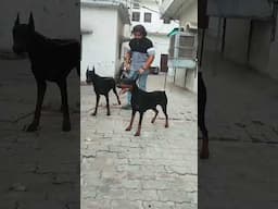 Doberman dog@UnleashD