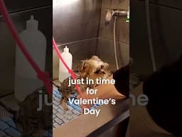 Valentine’s Day Puppy! Baby Yorkie Shih Tzu gets grooming love mixed with just a bit of magic 😉