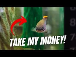 Top 10 Fish To Drop Your Rent On