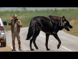 10 Biggest and Most Dangerous Wolf Species